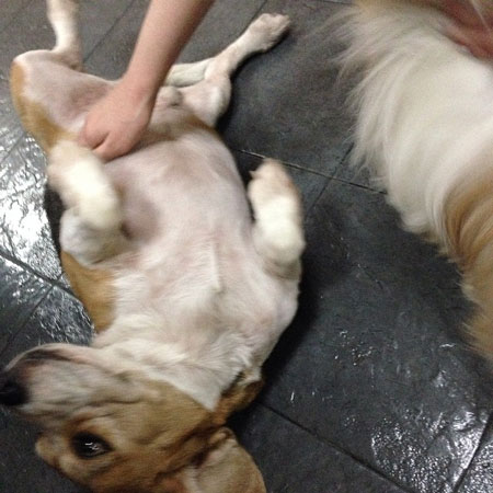 doggies.jpg